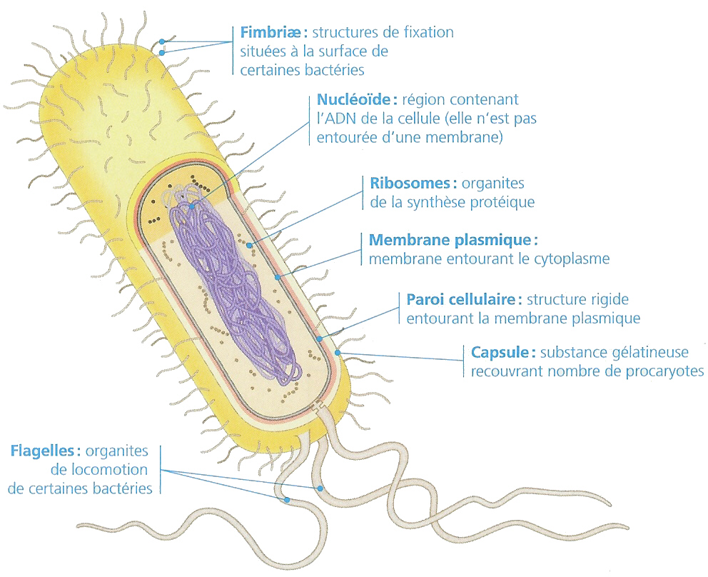 Biologie ильинское. Fimbriae Pinterest