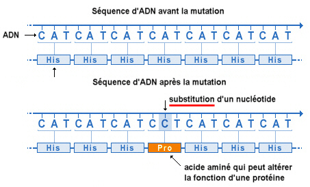 Mutation Sab Multiplicateur Biologie - PTA